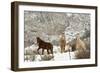 Three Horses in Pasture with Snow, Near Kanab, Utah-Howie Garber-Framed Photographic Print