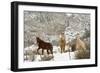 Three Horses in Pasture with Snow, Near Kanab, Utah-Howie Garber-Framed Photographic Print