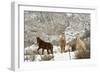 Three Horses in Pasture with Snow, Near Kanab, Utah-Howie Garber-Framed Photographic Print