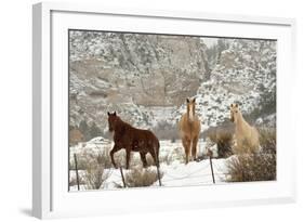 Three Horses in Pasture with Snow, Near Kanab, Utah-Howie Garber-Framed Photographic Print