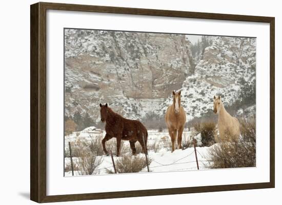 Three Horses in Pasture with Snow, Near Kanab, Utah-Howie Garber-Framed Photographic Print