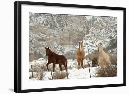 Three Horses in Pasture with Snow, Near Kanab, Utah-Howie Garber-Framed Photographic Print