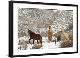 Three Horses in Pasture with Snow, Near Kanab, Utah-Howie Garber-Framed Photographic Print