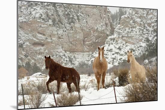 Three Horses in Pasture with Snow, Near Kanab, Utah-Howie Garber-Mounted Photographic Print