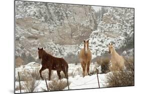 Three Horses in Pasture with Snow, Near Kanab, Utah-Howie Garber-Mounted Photographic Print