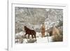 Three Horses in Pasture with Snow, Near Kanab, Utah-Howie Garber-Framed Photographic Print