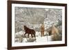 Three Horses in Pasture with Snow, Near Kanab, Utah-Howie Garber-Framed Photographic Print