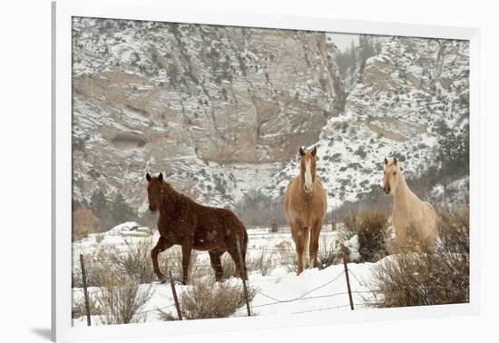 Three Horses in Pasture with Snow, Near Kanab, Utah-Howie Garber-Framed Photographic Print