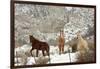 Three Horses in Pasture with Snow, Near Kanab, Utah-Howie Garber-Framed Photographic Print