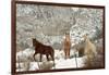 Three Horses in Pasture with Snow, Near Kanab, Utah-Howie Garber-Framed Photographic Print