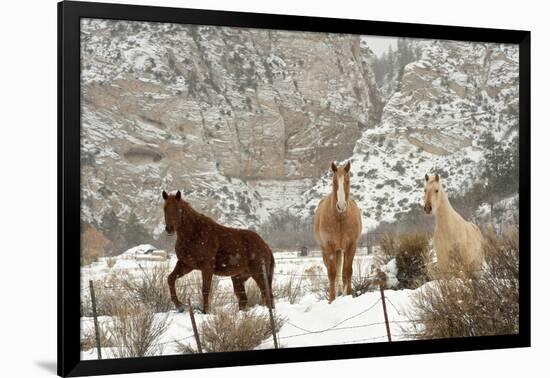 Three Horses in Pasture with Snow, Near Kanab, Utah-Howie Garber-Framed Photographic Print