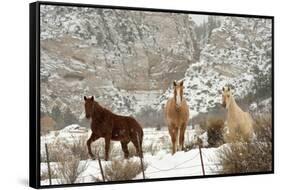 Three Horses in Pasture with Snow, Near Kanab, Utah-Howie Garber-Framed Stretched Canvas