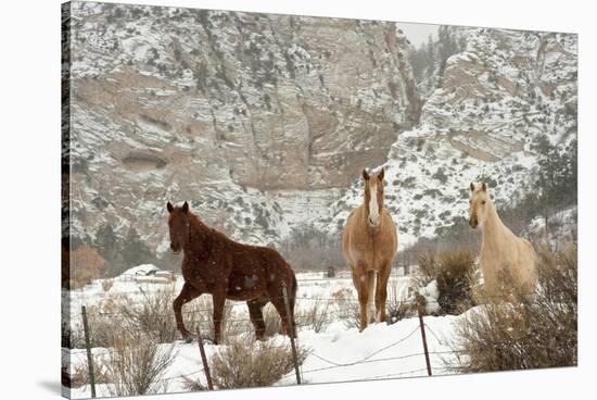 Three Horses in Pasture with Snow, Near Kanab, Utah-Howie Garber-Stretched Canvas