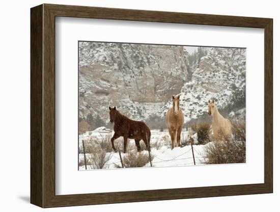 Three Horses in Pasture with Snow, Near Kanab, Utah-Howie Garber-Framed Photographic Print