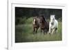 Three horses running through a green grassy field-Sheila Haddad-Framed Photographic Print