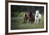 Three horses running through a green grassy field-Sheila Haddad-Framed Photographic Print