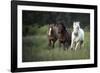 Three horses running through a green grassy field-Sheila Haddad-Framed Photographic Print