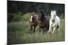 Three horses running through a green grassy field-Sheila Haddad-Mounted Photographic Print