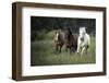 Three horses running through a green grassy field-Sheila Haddad-Framed Photographic Print