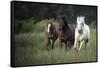 Three horses running through a green grassy field-Sheila Haddad-Framed Stretched Canvas