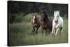 Three horses running through a green grassy field-Sheila Haddad-Stretched Canvas