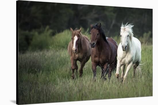 Three horses running through a green grassy field-Sheila Haddad-Stretched Canvas