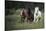 Three horses running through a green grassy field-Sheila Haddad-Stretched Canvas