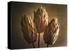 Three Illuminated Pods-George Oze-Stretched Canvas