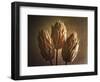 Three Illuminated Pods-George Oze-Framed Photographic Print