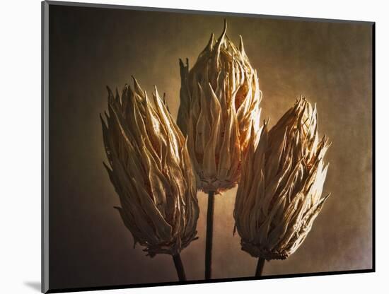 Three Illuminated Pods-George Oze-Mounted Photographic Print