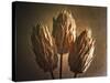 Three Illuminated Pods-George Oze-Stretched Canvas