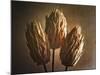 Three Illuminated Pods-George Oze-Mounted Photographic Print