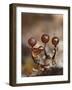 Three immature Slime mould sporangia, UK-Andy Sands-Framed Photographic Print