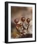 Three immature Slime mould sporangia, UK-Andy Sands-Framed Photographic Print