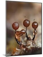 Three immature Slime mould sporangia, UK-Andy Sands-Mounted Photographic Print
