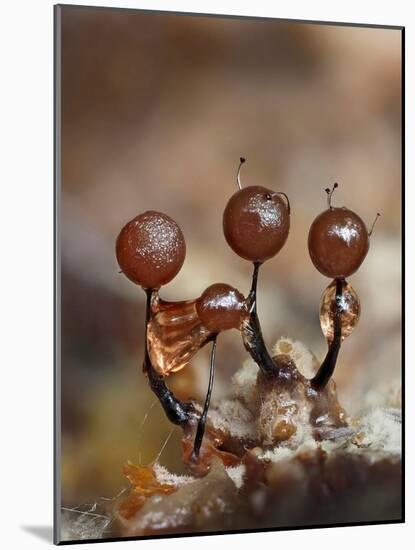 Three immature Slime mould sporangia, UK-Andy Sands-Mounted Photographic Print