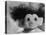 Three Inch Troll Doll Called "Dammit" Sold by Scandia House Enterprises-Ralph Morse-Stretched Canvas