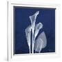 Three Indigo Calla Lilies-Albert Koetsier-Framed Premium Giclee Print