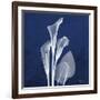 Three Indigo Calla Lilies-Albert Koetsier-Framed Premium Giclee Print