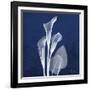 Three Indigo Calla Lilies-Albert Koetsier-Framed Premium Giclee Print