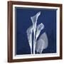 Three Indigo Calla Lilies-Albert Koetsier-Framed Premium Giclee Print