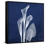 Three Indigo Calla Lilies-Albert Koetsier-Framed Stretched Canvas