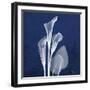 Three Indigo Calla Lilies-Albert Koetsier-Framed Premium Giclee Print