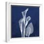 Three Indigo Calla Lilies-Albert Koetsier-Framed Premium Giclee Print