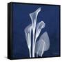 Three Indigo Calla Lilies-Albert Koetsier-Framed Stretched Canvas