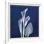 Three Indigo Calla Lilies-Albert Koetsier-Framed Giclee Print