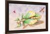 Three Insect Examples-James Duncan-Framed Art Print