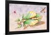 Three Insect Examples-James Duncan-Framed Art Print