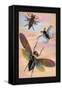 Three Insects in Flight-James Duncan-Framed Stretched Canvas