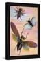 Three Insects in Flight-James Duncan-Stretched Canvas